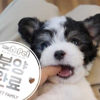 푸들 ♂ 11.18 분양완료