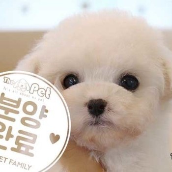비숑프리제 ♀12.16 분양완료