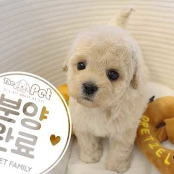말티푸 ♀ 12.15 분양완료