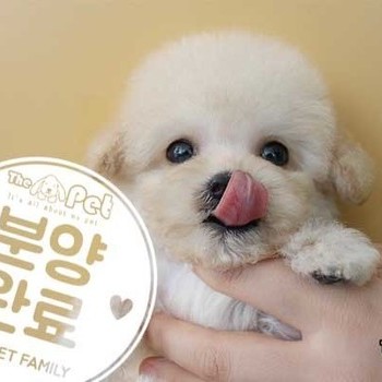 푸들 ♀ 01.03 분양완료
