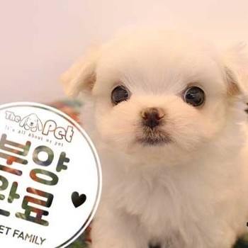 말티즈 ♂ 10.28 분양완료