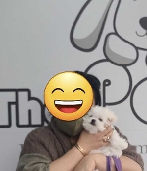 말티즈 분양후기/중리점 [23.04.11]