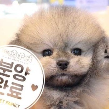 포메라니안 ♂ 11.05 분양완료
