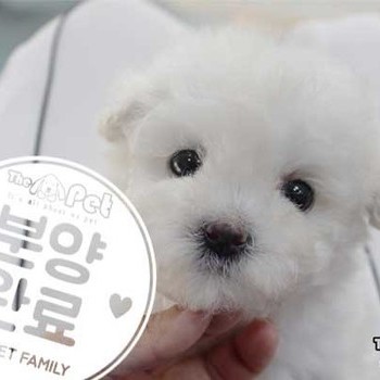 비숑프리제 ♂ 04.07 분양완료
