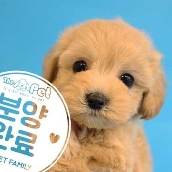 말티푸 ♀ 07.14 분양완료