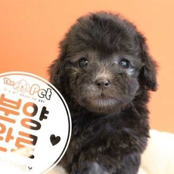 푸들 ♂ 08.18 분양완료