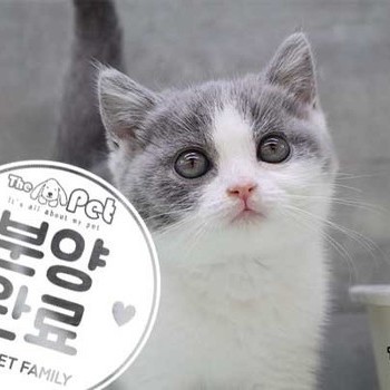 브리티쉬숏헤어 ♂ 02.08 분양완료