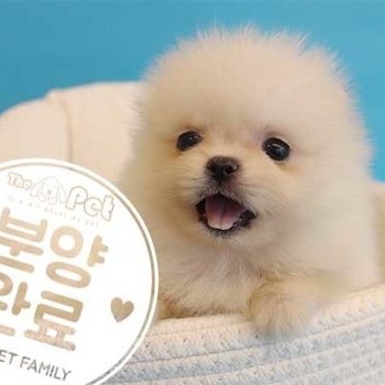 포메라니안 ♀ 07.28 분양완료