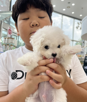 비숑프리제 분양후기 [23.08.11]