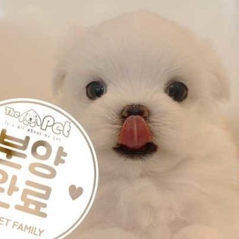 말티즈 ♀ 06.24 분양완료