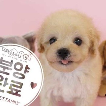 푸들 ♂ 02.20 분양완료