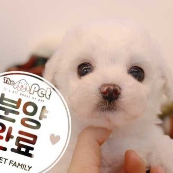 비숑프리제 ♂ 10.28 분양완료