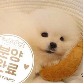 포메라니안 ♂ 03.28 분양완료