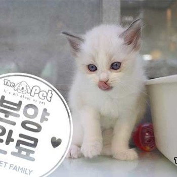 렉돌 ♂ 3.31 분양완료