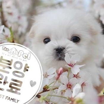 말티즈 ♂ 01.31 분양완료