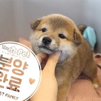 시바이누b ♂ 12.24 분양완료