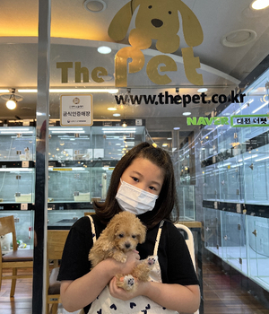 푸들 분양후기 [23.07.30]