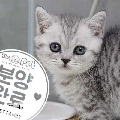 브리티쉬숏헤어 ♂ 02.14 분양완료