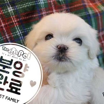 말티푸 ♂ 11.05 분양완료
