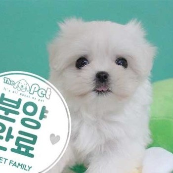 말티즈 ♂ 05.21 분양완료