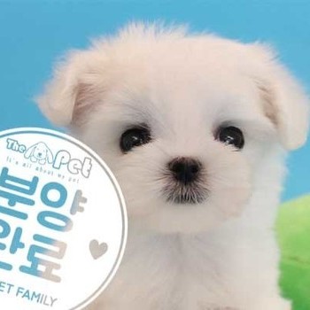 말티즈 ♂ 06.30 분양완료