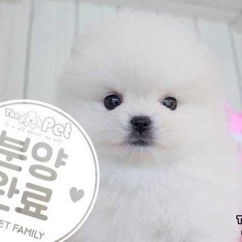 포메라니안 ♂ 8.14 분양완료