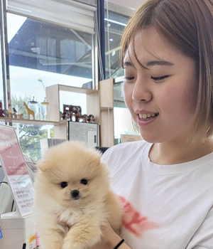 포메라니안 분양후기[23.05.19] 