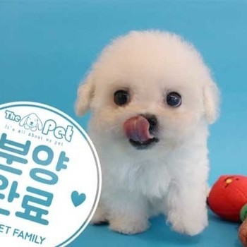 푸들 ♂ 08.06 분양완료