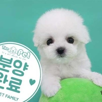 비숑프리제 ♂ 04.15 분양완료