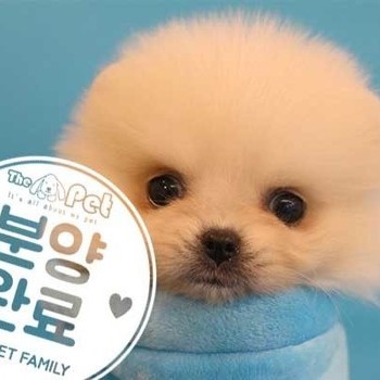 포메라니안 ♀ 07.14 분양완료