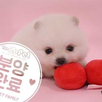 포메라니안 ♂ 03.25 분양완료