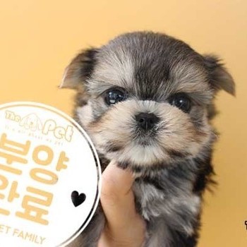 몰키 ♀ 11.20 분양완료