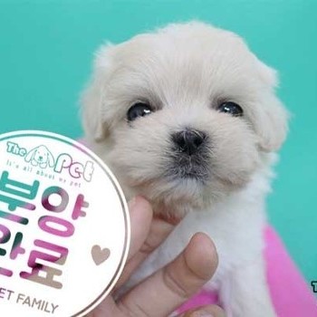 말티푸 ♀ 04.09 분양완료