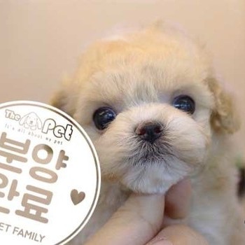푸들 ♀ 11.13 분양완료