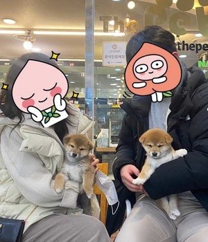 시바이누 분양후기 [23.02.25]