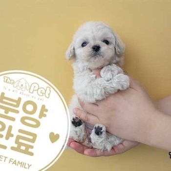 말티푸 ♀ 11.11 분양완료