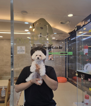 말티푸 분양후기 [23.08.29]
