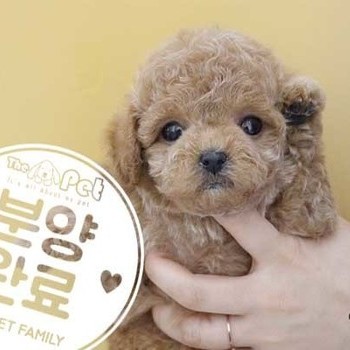 푸들 ♂ 12.08 분양완료