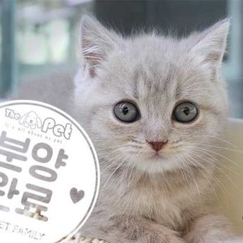 브리티쉬숏헤어 ♂ 12.27 분양완료