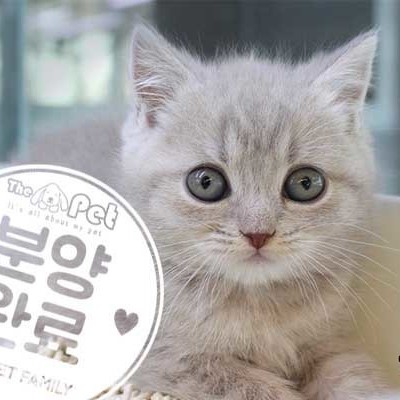 브리티쉬숏헤어 ♂ 12.27 분양완료