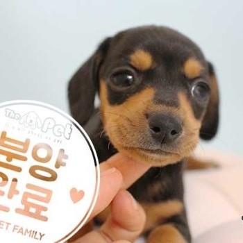 닥스훈트 ♀ 03.10 분양완료