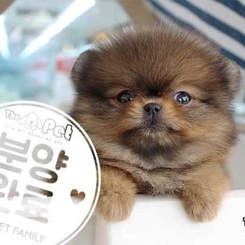 포메라니안 ♀ 10.28 분양완료