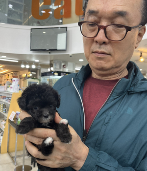 푸들 분양후기 [23.07.23]