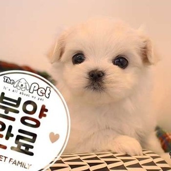 말티즈 ♀ 10.28 분양완료