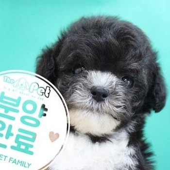 푸들 ♂ 05.21 분양완료
