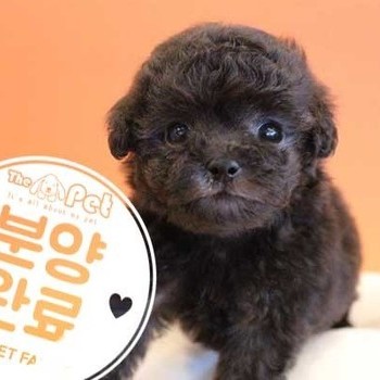 푸들 ♂ 08.19 분양완료