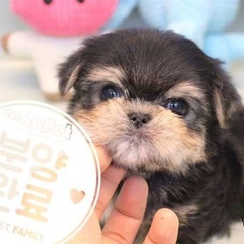 몰키 ♂ 11.18 분양완료