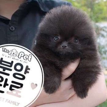 포메라니안 ♂ 7.9 분양완료