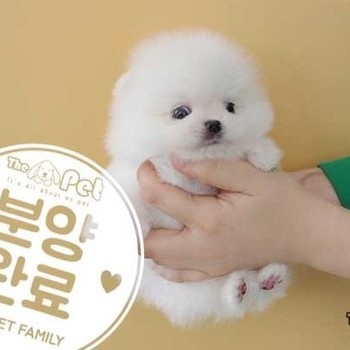 포메라니안 ♂ 12.01 분양완료