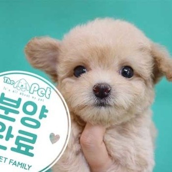 말티푸 ♀ 05.18 분양완료